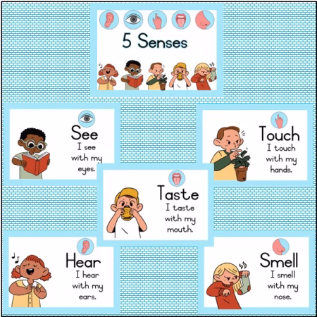 🏫The Five Senses🏫