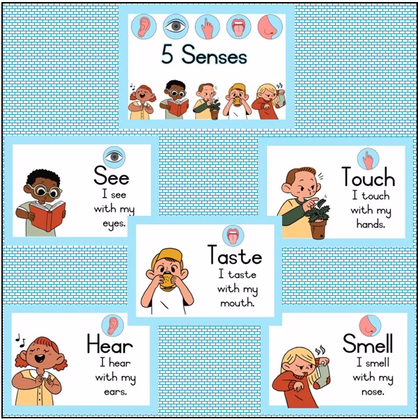 🏫The Five Senses🏫